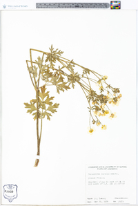 Ranunculus sardous image