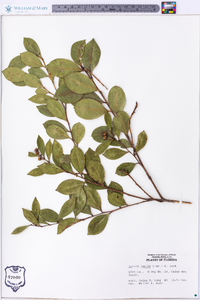 Lyonia lucida image