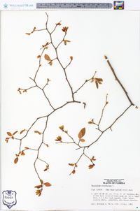 Vaccinium fuscatum image