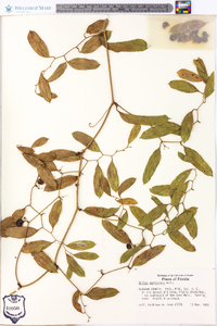 Smilax auriculata image