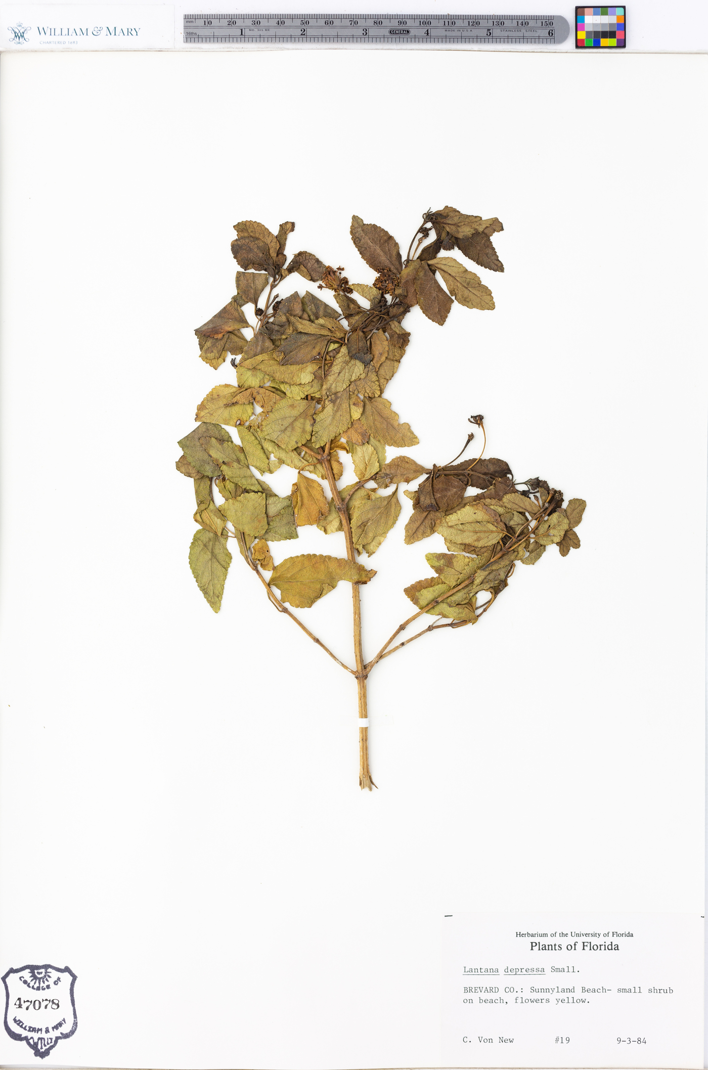 Lantana depressa image