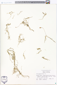 Utricularia gibba image