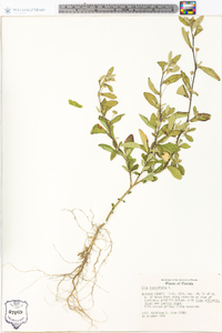 Sida rhombifolia image