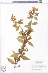 Ludwigia peruviana image