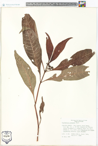 Psychotria sulzneri image