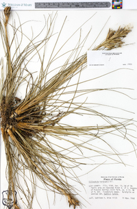 Tillandsia bartramii image