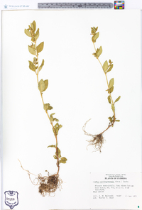 Cuphea carthagenensis image