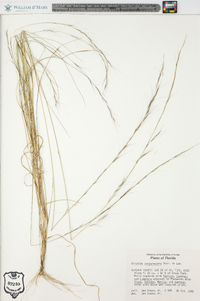 Aristida purpurascens image