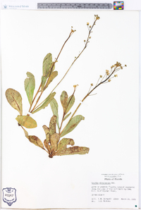 Samolus ebracteatus image
