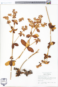 Eriogonum tomentosum image