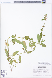 Stachys floridana image