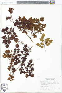 Ampelopsis arborea image