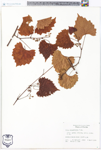 Vitis rotundifolia image