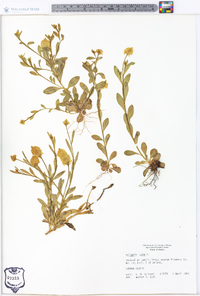 Polygala lutea image