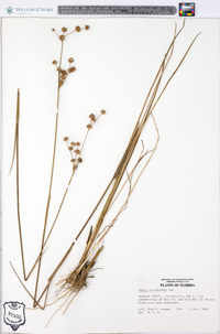 Juncus scirpoides image