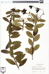 Ilex coriacea image