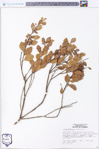 Lyonia fruticosa image