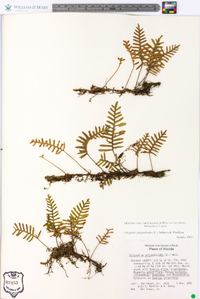 Polypodium polypodioides image