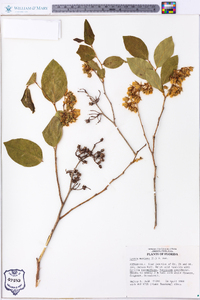 Lyonia mariana image