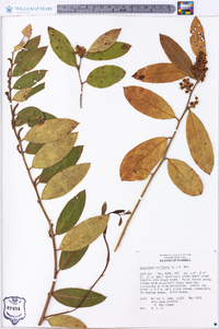 Leucothoe axillaris image