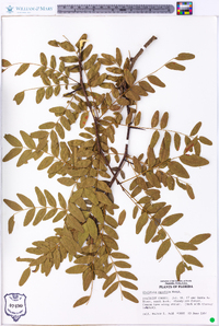 Gleditsia aquatica image