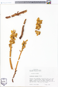 Orobanche crenata image