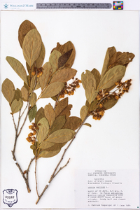 Lyonia mariana image