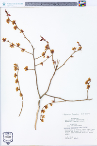 Vaccinium fuscatum image