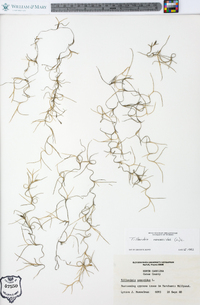 Tillandsia usneoides image