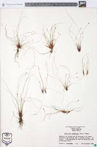 Eleocharis baldwinii image