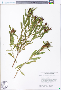 Hypericum prolificum image