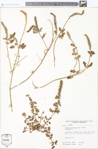 Verbena bracteata image