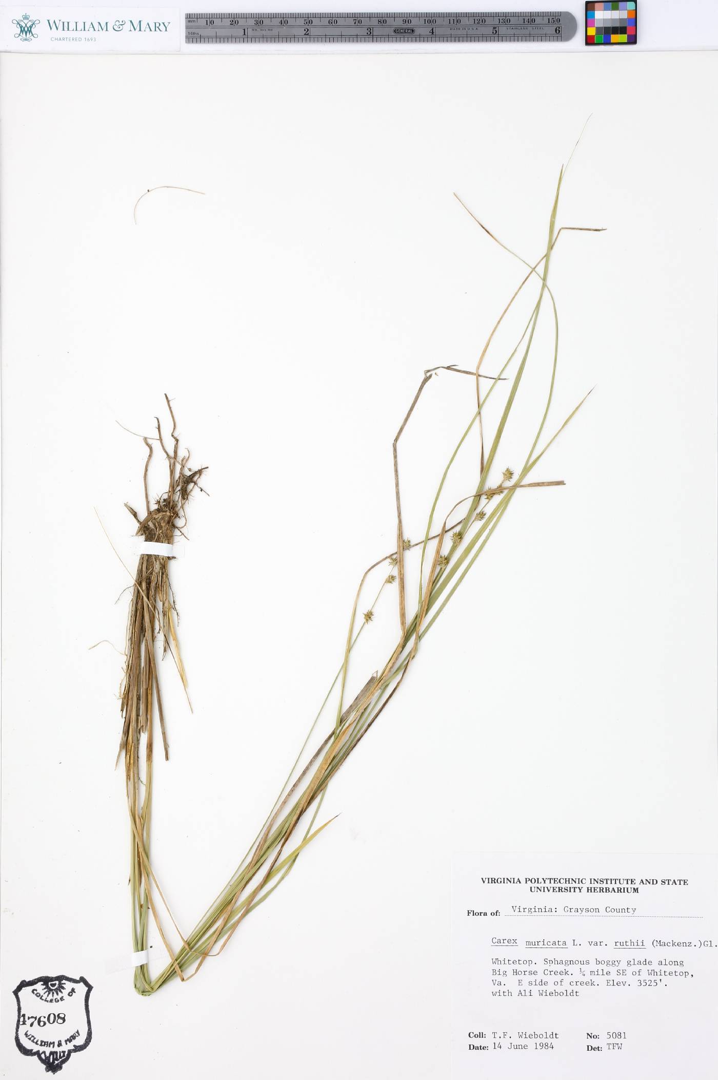 Carex muricata var. ruthii image