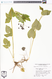 Thaspium trifoliatum var. trifoliatum image