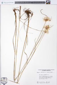 Eriophorum virginicum image