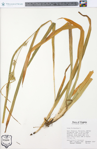 Carex folliculata image