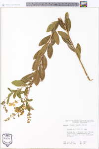 Spiraea alba image