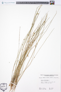 Juncus filiformis image