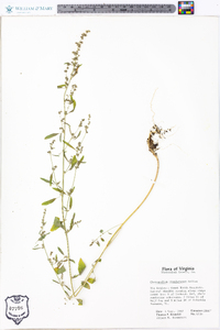 Chenopodium standleyanum image