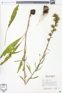 Liatris aspera image