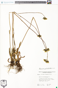 Hieracium piloselloides image