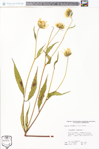 Helianthus giganteus image