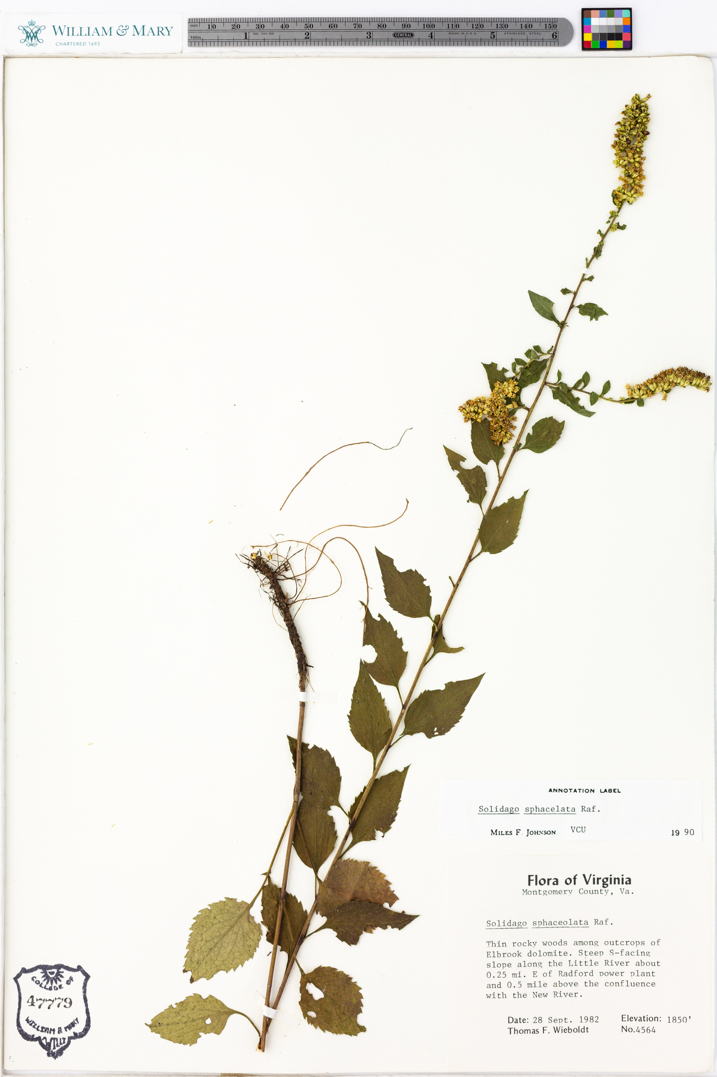 Solidago sphacelata image