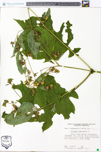 Polymnia canadensis image