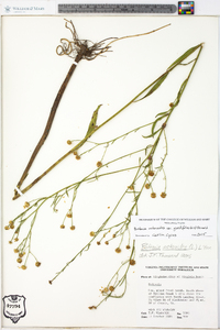 Boltonia asteroides image