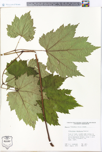 Actaea rubifolia image