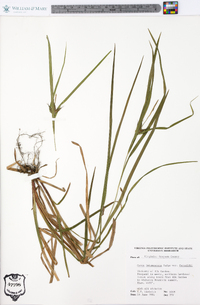 Carex intumescens var. fernaldii image