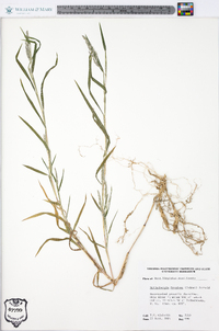 Muhlenbergia frondosa image