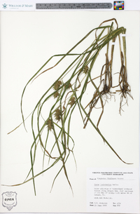 Carex louisianica image