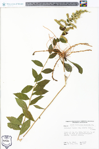 Solidago rugosa subsp. aspera image